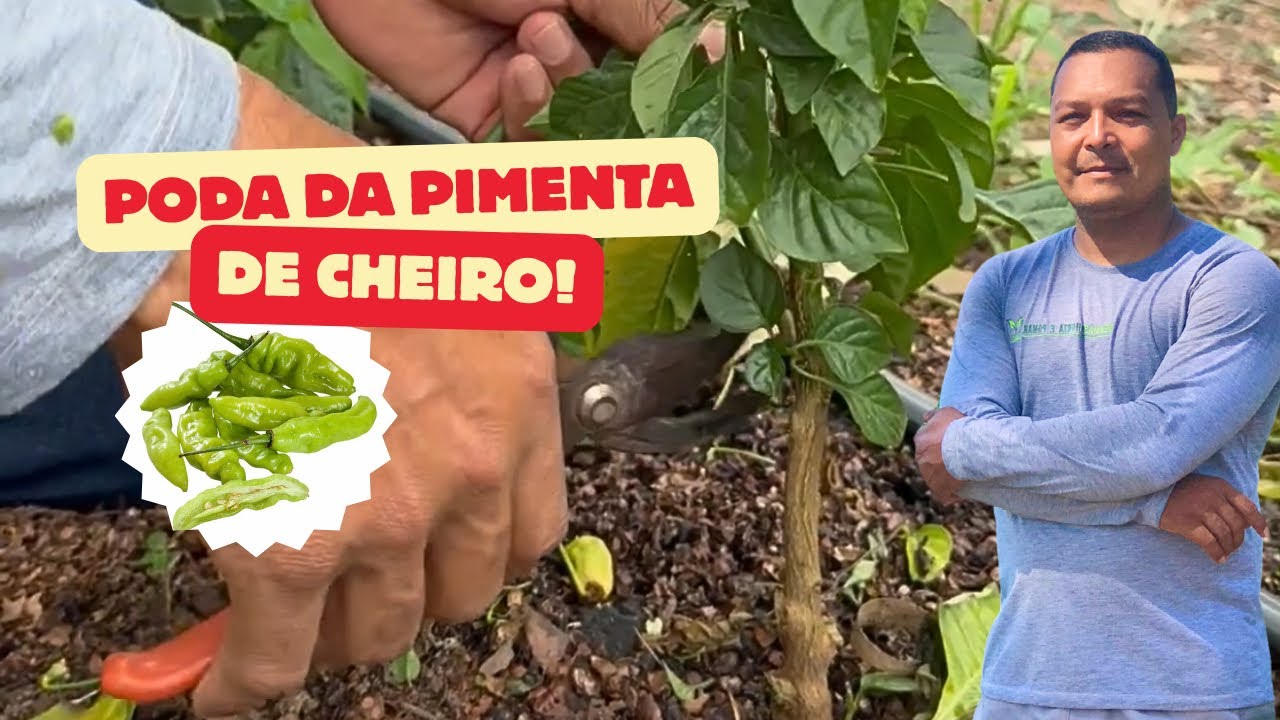 Por Que fazer a poda da Pimenta de cheiro 🤔
