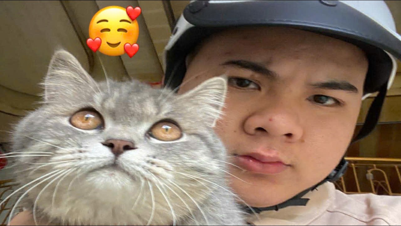 The Funniest Cat Videos 🐱 Try Not To Laugh Part 50