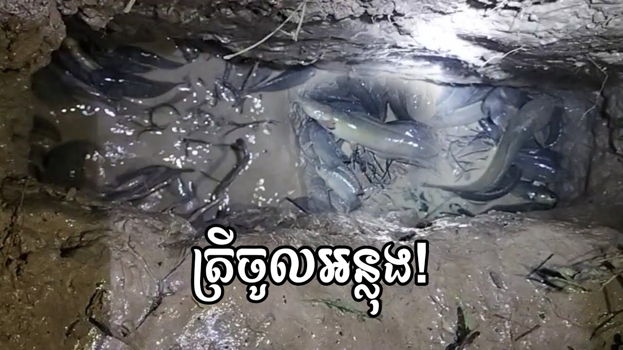 តោះៗទៅមើលត្រីចូលអន្លុងបងប្អូន😍 Pursat PostTV