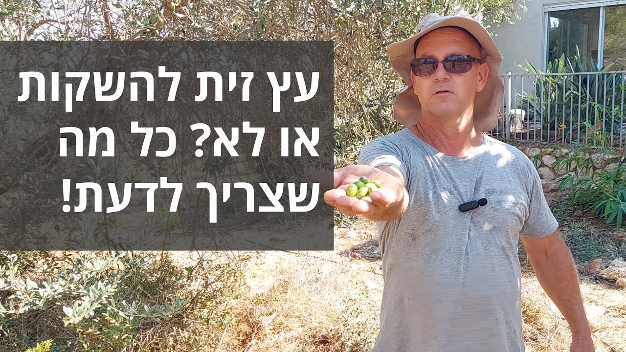 ❓ עץ זית – להשקות או לא? 🌿 כל מה שצריך לדעת!