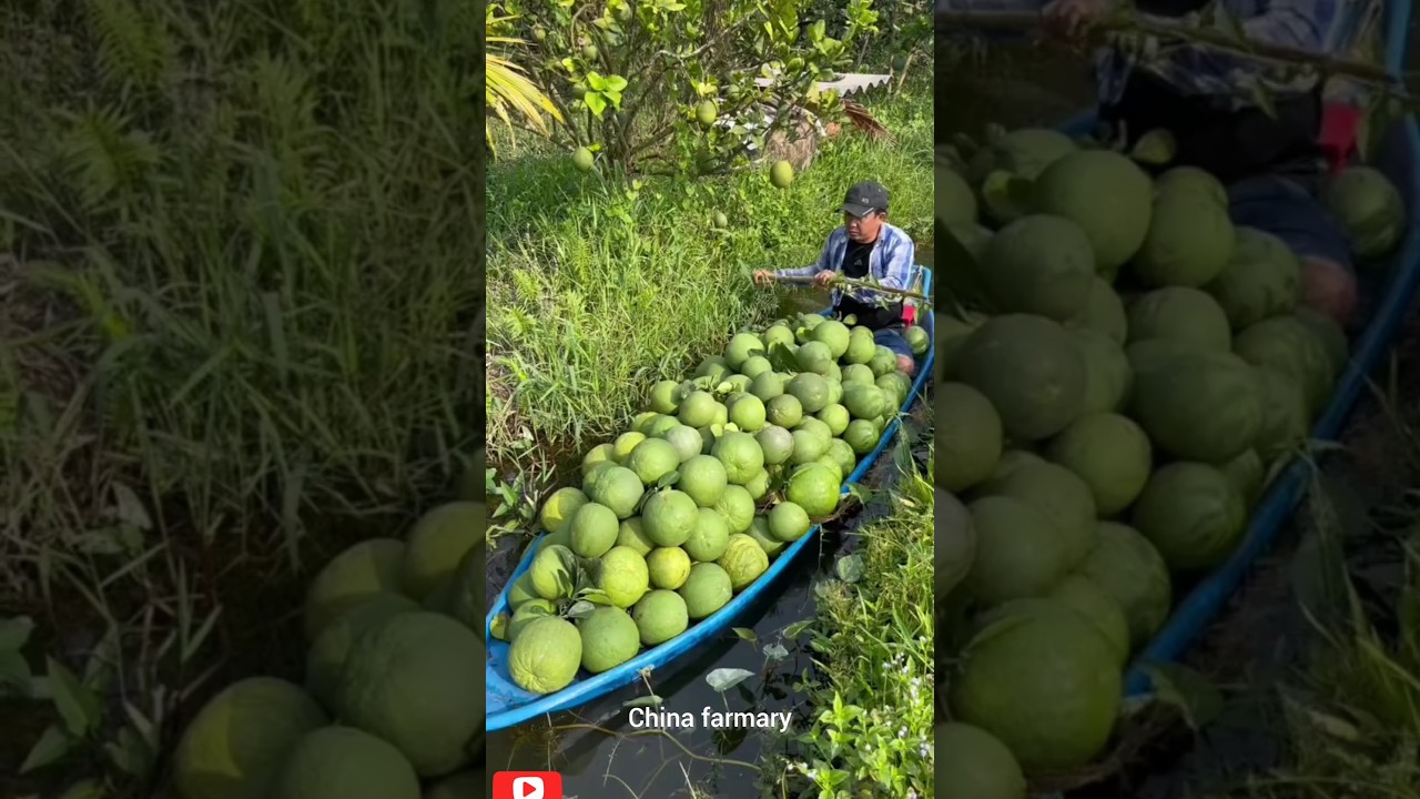 pomelo harvesting 😯 china farmary #pomelo# satisfying