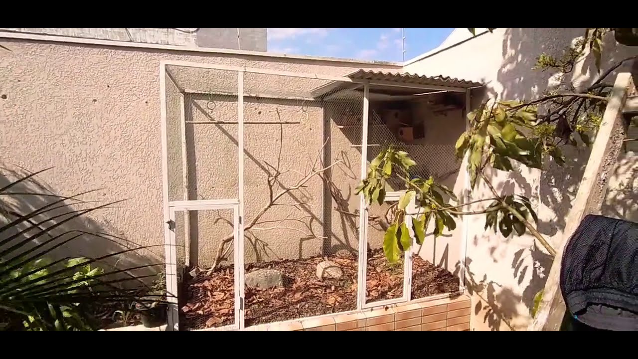 Posso Criar Canarios Belgas Soltos em viveiro?DICA. CANARIL MURASKI