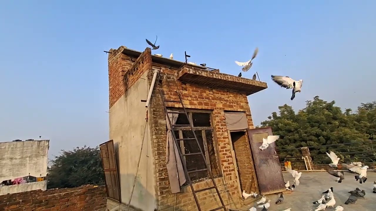  ♥️🕊🕊♥️🕊🕊♥️#kabutar #pigeon #pigeons #birds #kabootar #pigeonpose #pigeonlove #kabutarbazi #bird