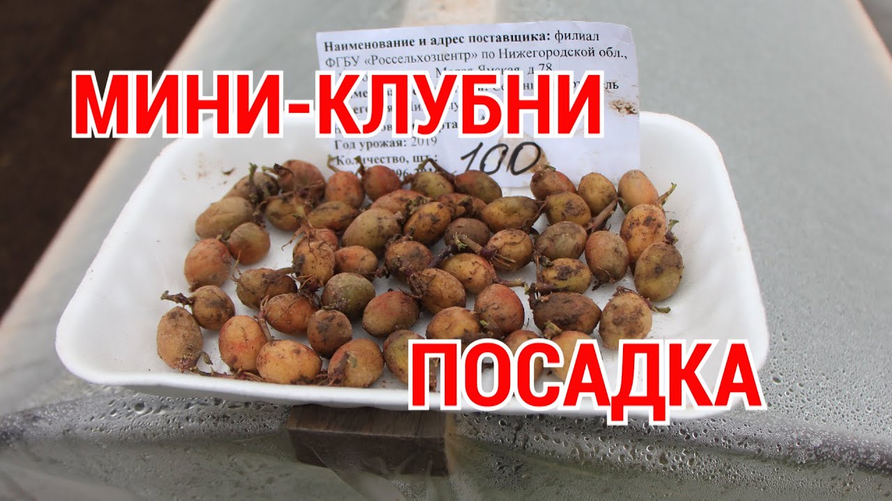 высаживаем мини клубни