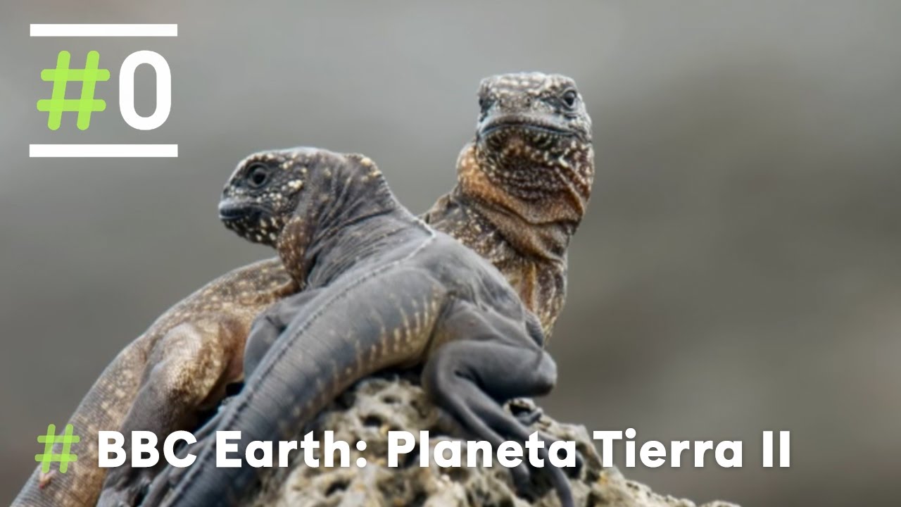 BBC Earth - Planeta Tierra II: Iguana VS Serpiente | #0 de Movistar+