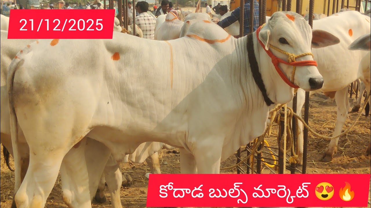 21/12/2025 Kodad Bulls market today || కోదాడ బుల్స్ మార్కెట్ 😍🔥6303497114