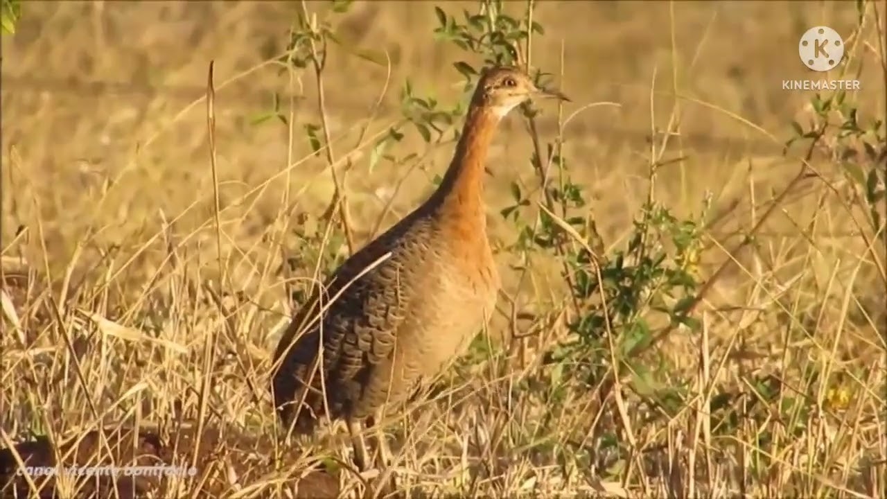 o canto da perdiz para atrair ela ler a descrição