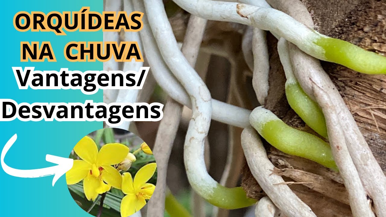 ATENÇÃO!!!Orquídeas na chuva, vantagens x desvantagens!