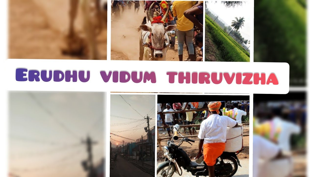 Erudhu vidum thiruvizha 🐃||village series ❤️