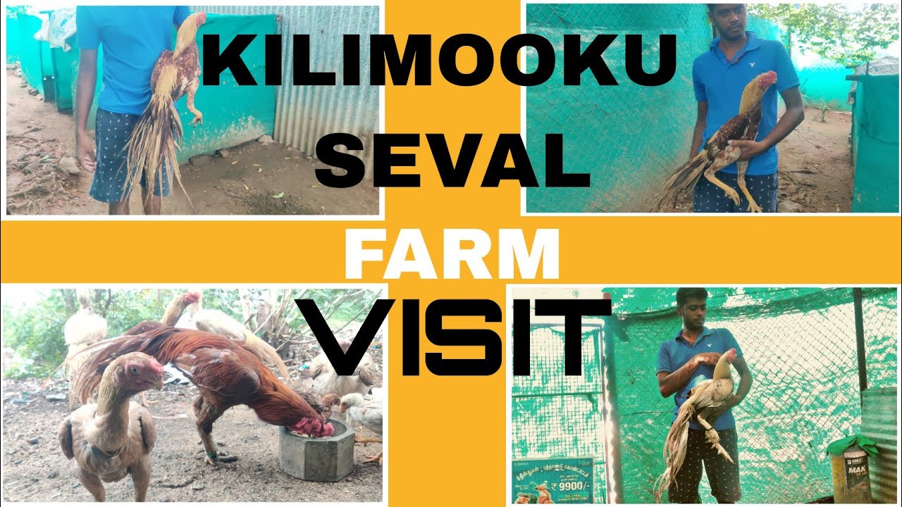 BALA MURUGAN KILIMOOKU SEVAL FARM VISIT | KILIMOOKU SEVAL | BROODING AND FARMING