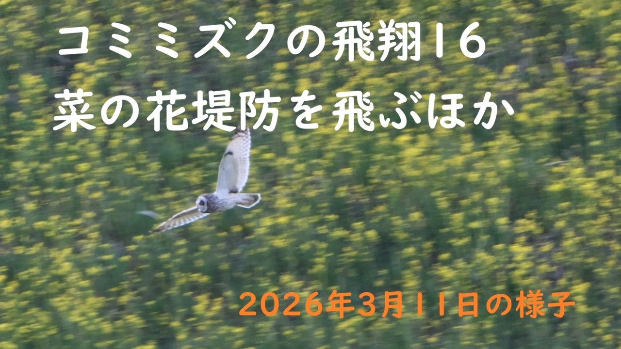 コミミズクの飛翔16菜の花堤防を飛ぶほか
