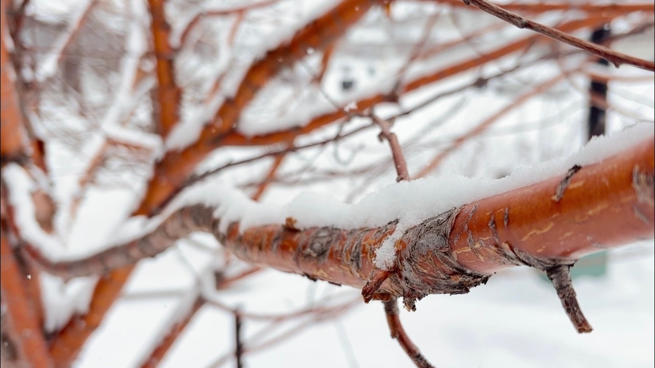 1 Hour of Gentle Snowfall Ambience