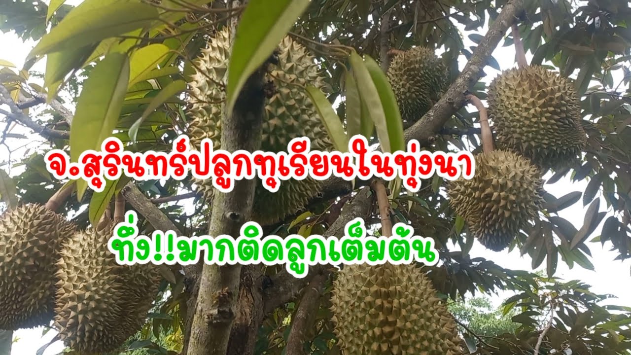 ปลูกทุเรียนในทุ่งนาพื้นที่ราบ ติดลูกดกมากพร้อมบอกสูตรการปลูก /เต๋าสายกลาง