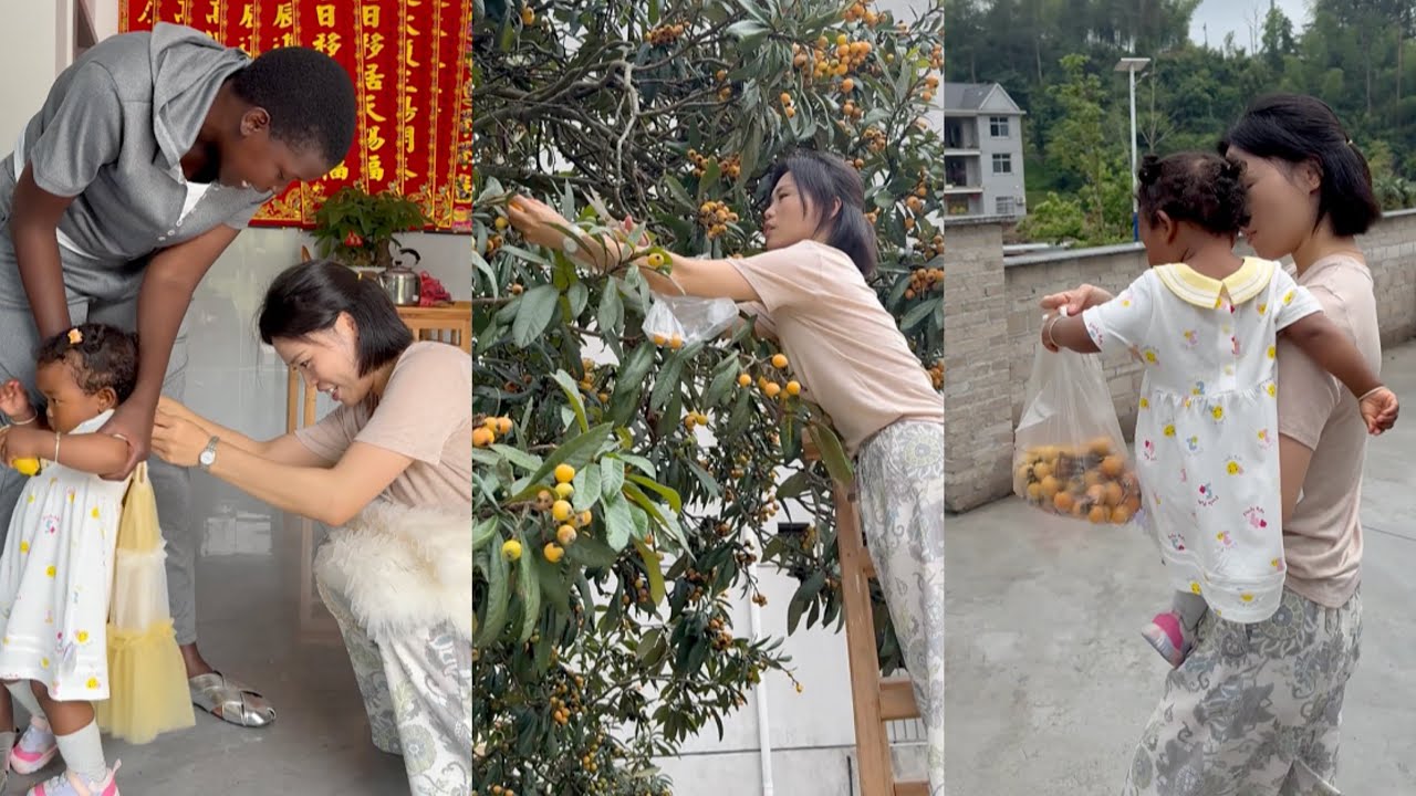 It was my first time picking loquats. The loquats from my hometown were so sweet.