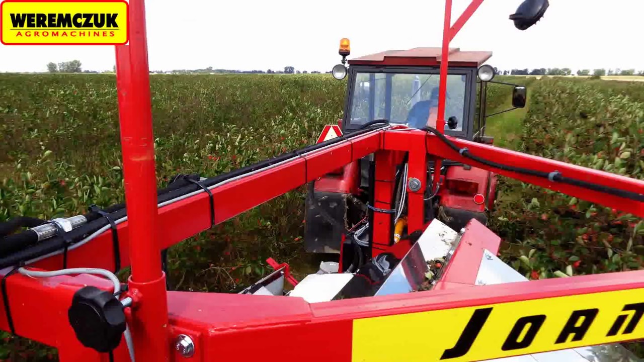 Aronia 2014, czyli Zbiór Aronii Nowym Nabytkiem 