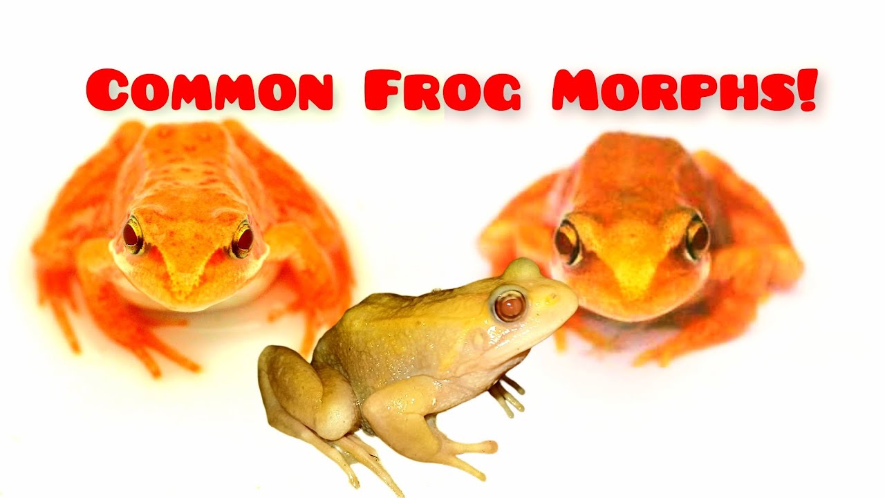 Common Frog Colour Morphs
