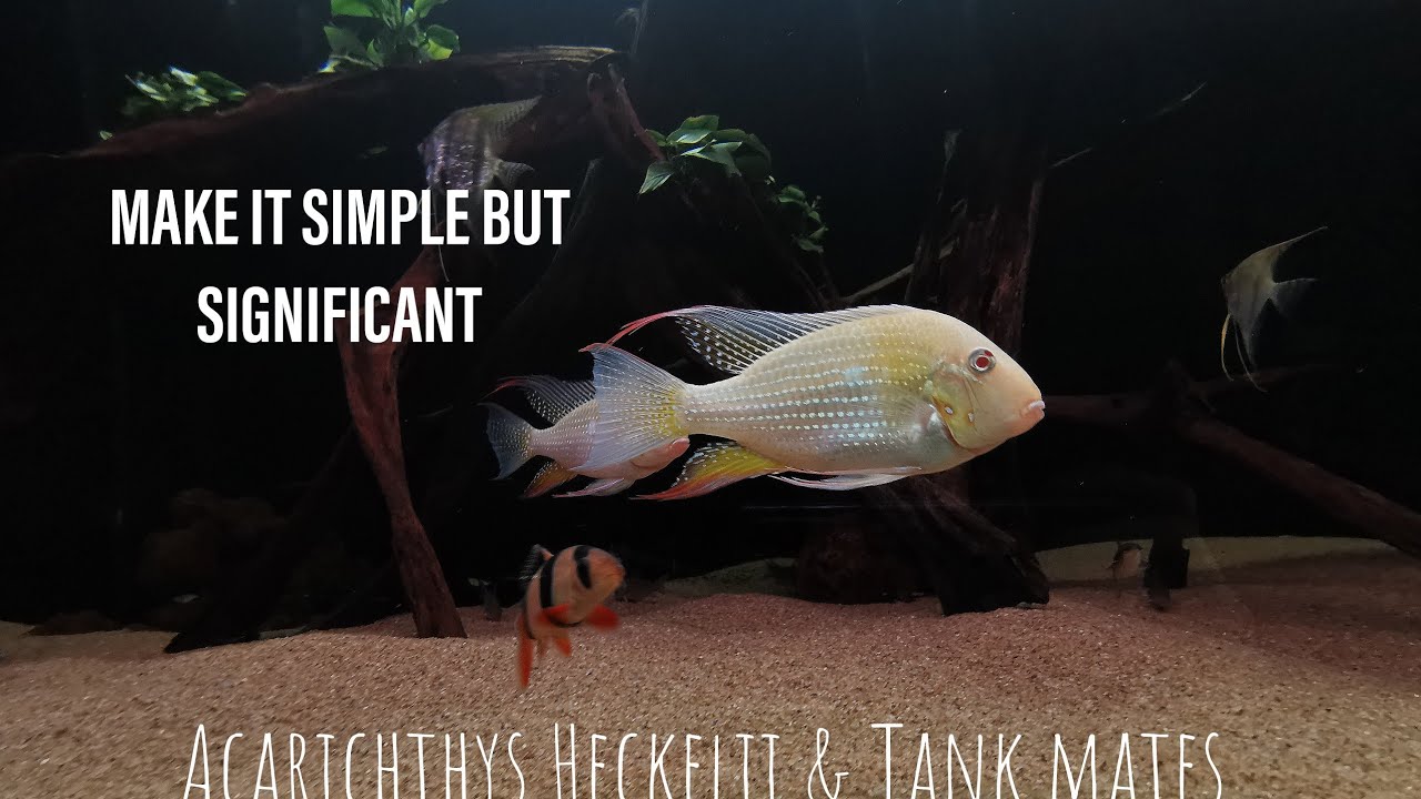 Acarichthys Heckelii & Tank mates 24th Jan 2022