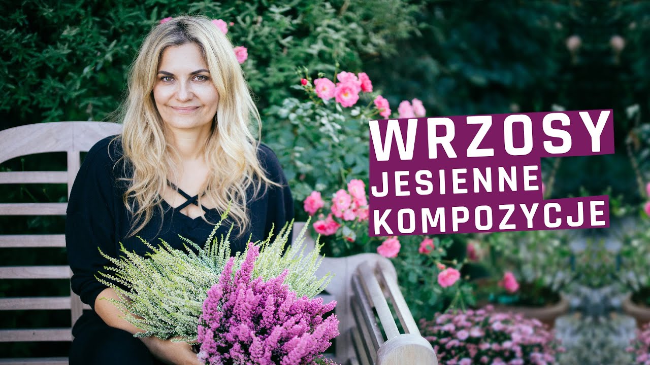 Wrzosy na balkon, taras, w ogrodzie, w domu. Kompozycje i wymagania. Jak pielęgnować wrzosy?