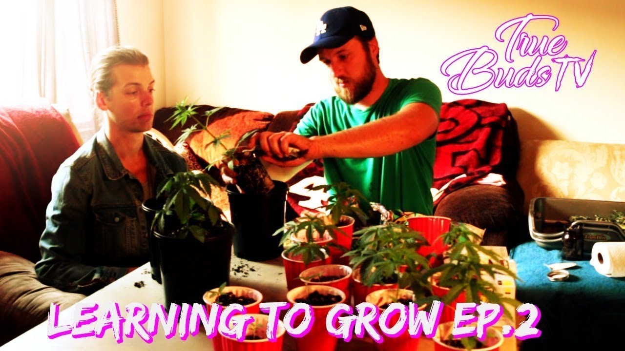 Growing Weed Tips: Learning To Grow Marijuana Ep.2