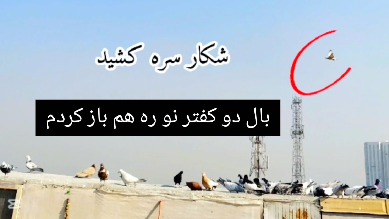 باز هم شکار فرار کرد  ،  گشت جانانه کفتر ها  ،  بال دو کفتر جدید را باز کردم      ❤ شوق شاهی ❤