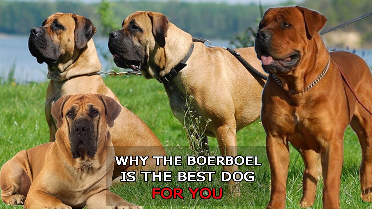 Watch this before you get a boerboel!!