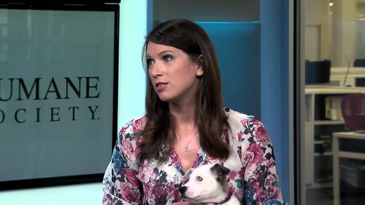 News OK & OK Humane's Rescue Rundown Episode 2: Five Reasons to Fix Your Pet
