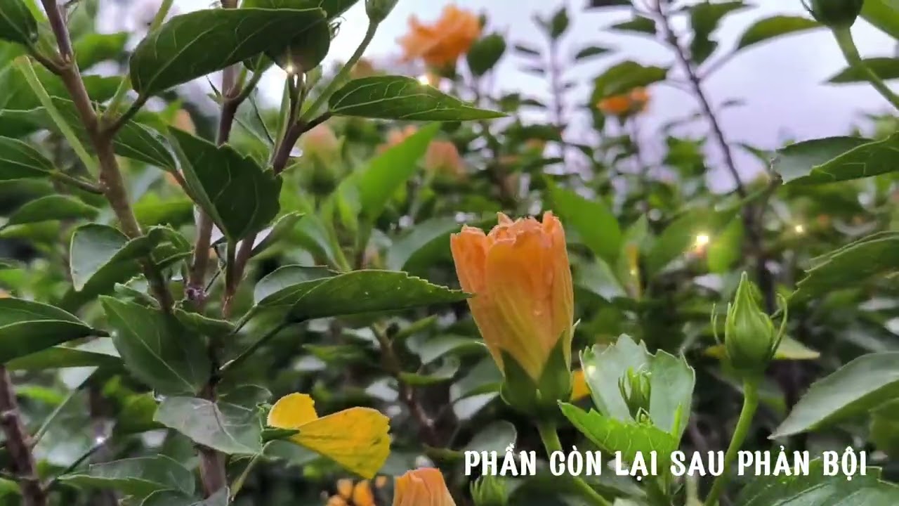 [Truyện Audio] PHẦN CÒN LẠI SAU PHẢN BỘI/ Bản tình ca dang dở
