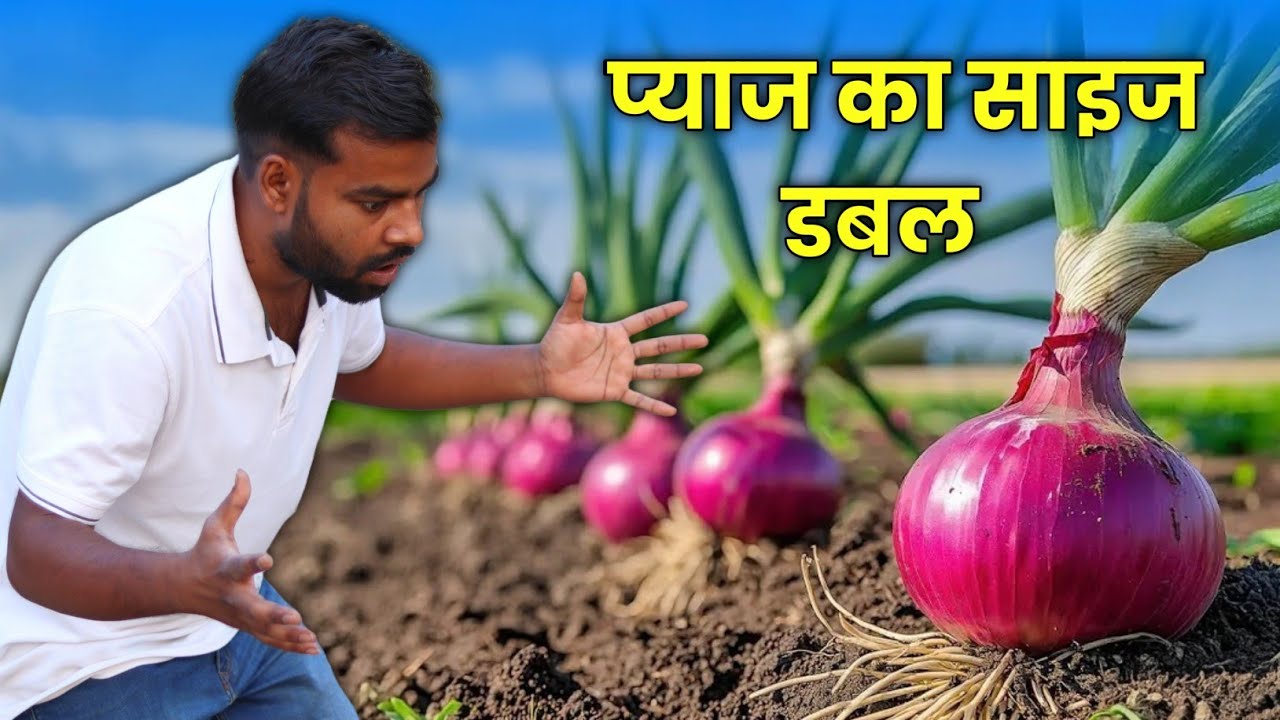 प्याज का साइज बढ़ाने का सेक्रेट टिप्स | Pyaj ka size kaise badhaye | प्याज का कंद कैसे बढ़ाएं