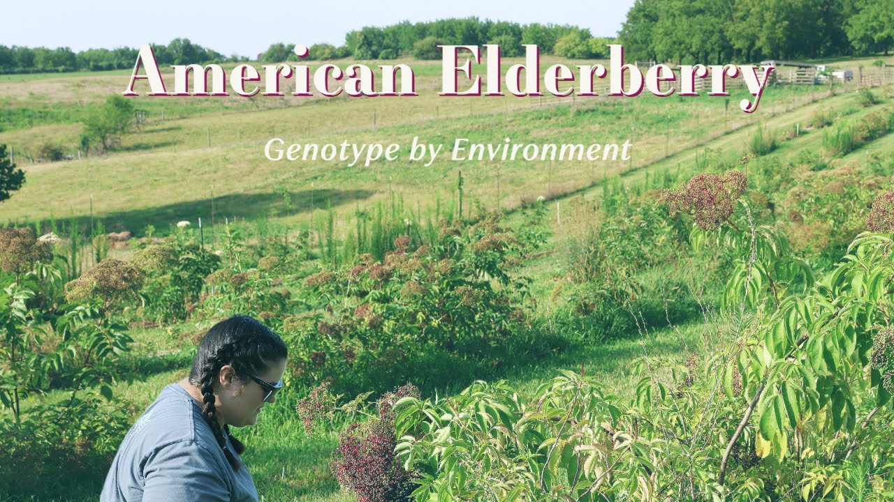 American Elderberry - Does it matter what region you purchase your elderberry cuttings from?