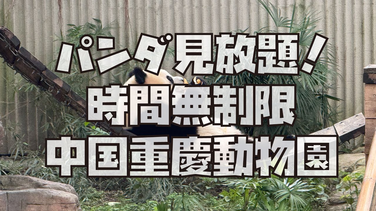 パンダ見放題！時間無制限！お値段約500円！中国重慶動物園