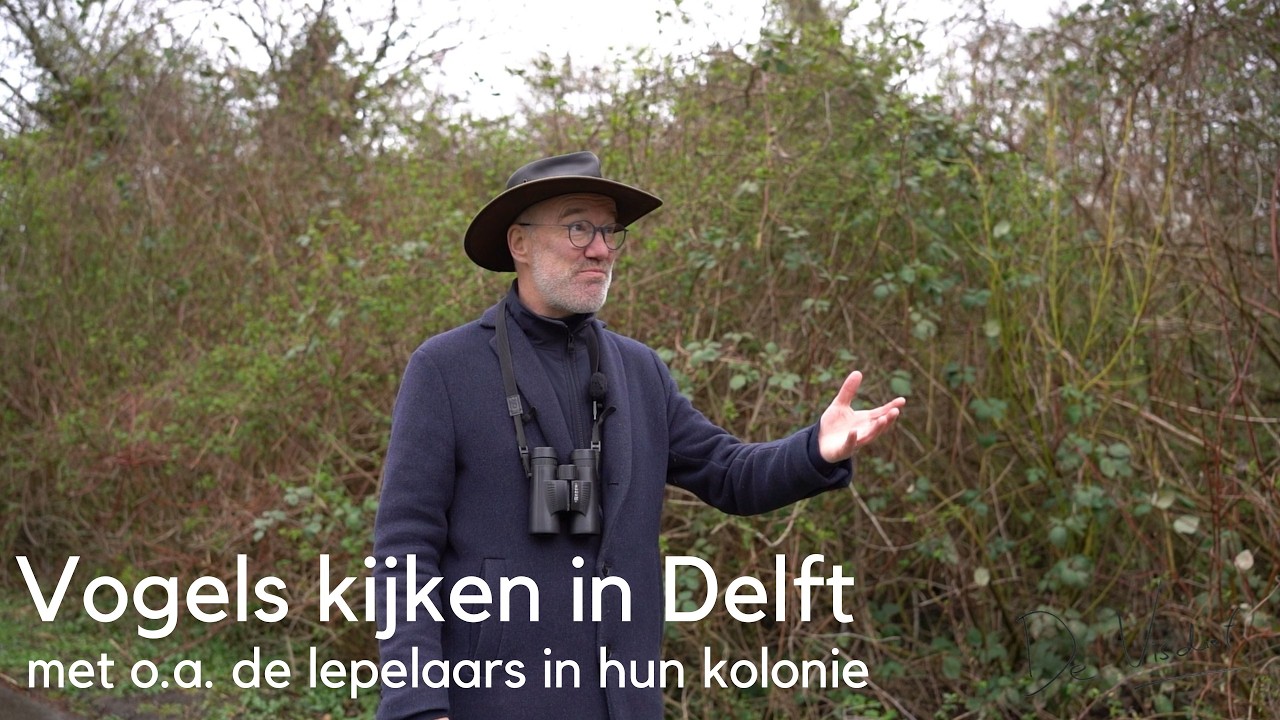 Vogels kijken in Delft met o.a. de lepelaars in hun kolonie #1750