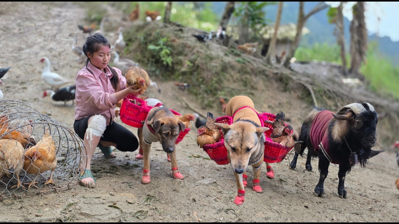 A Vietnamese girl, with the help of two dogs, carries chickens to the market to sell - ha thi muon