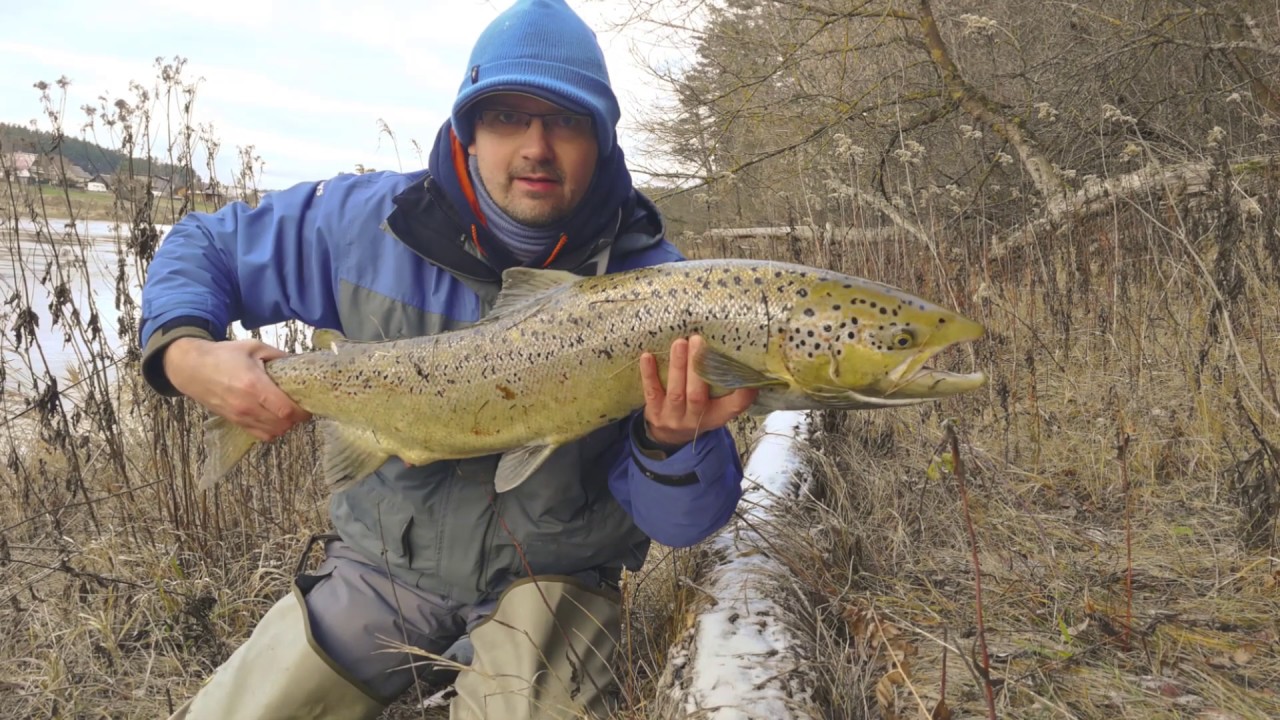 Lašišų žvejyba Neryje. Dvi žuvys, puikus sezono startas / Salmon fishing Lithuania 2020