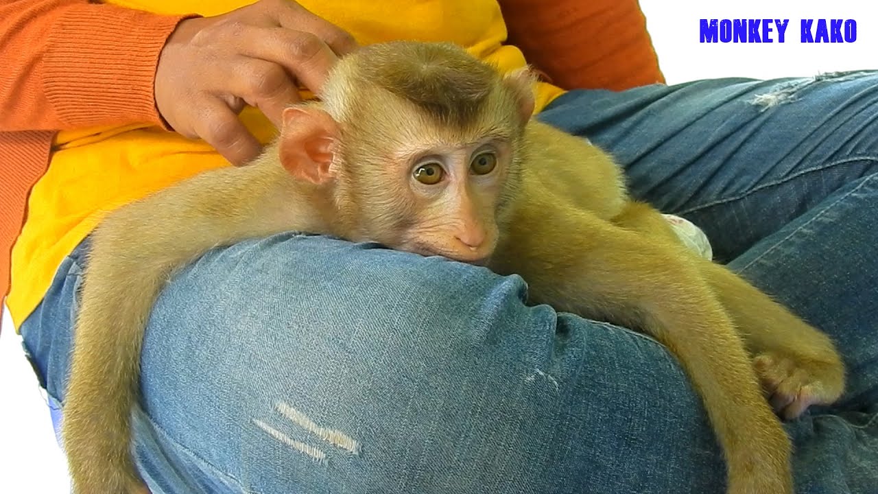 So Warm! Mom Take Care Smart Monkey Kako Hugging Sleep After Lunch