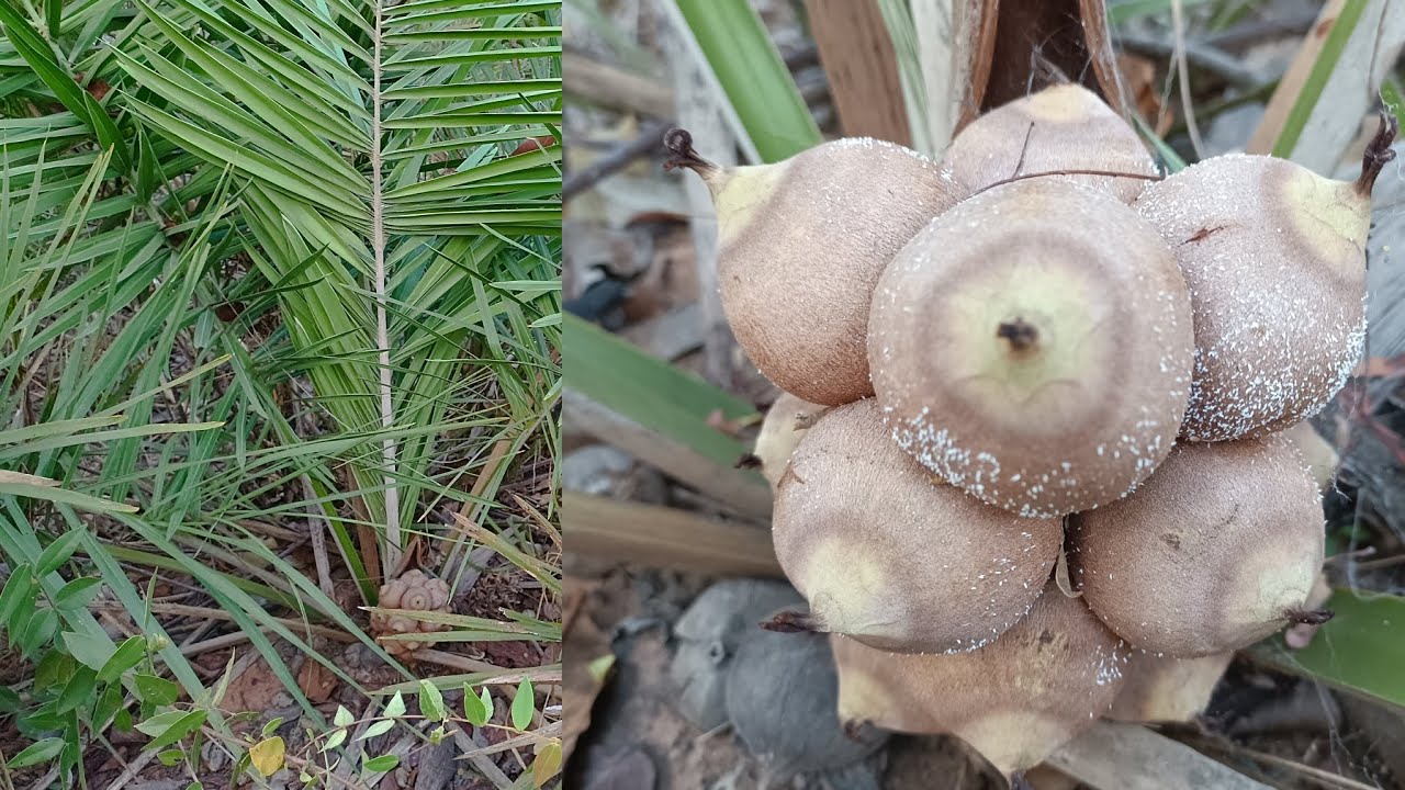 Conheça melhor o coco Catolé aqui do cerrado maranhense
