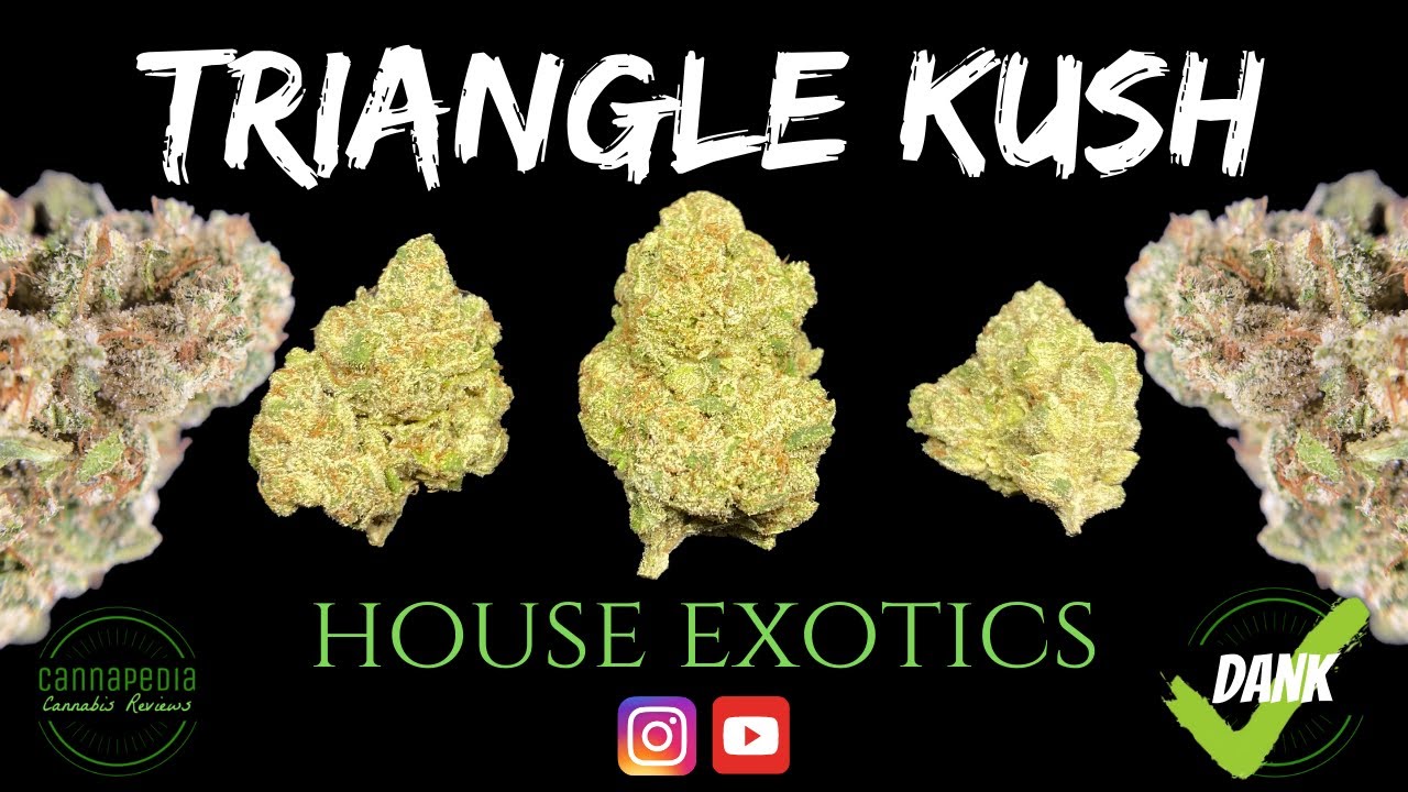 Triangle Kush Strain Review - House Exotics - Cannapedia
