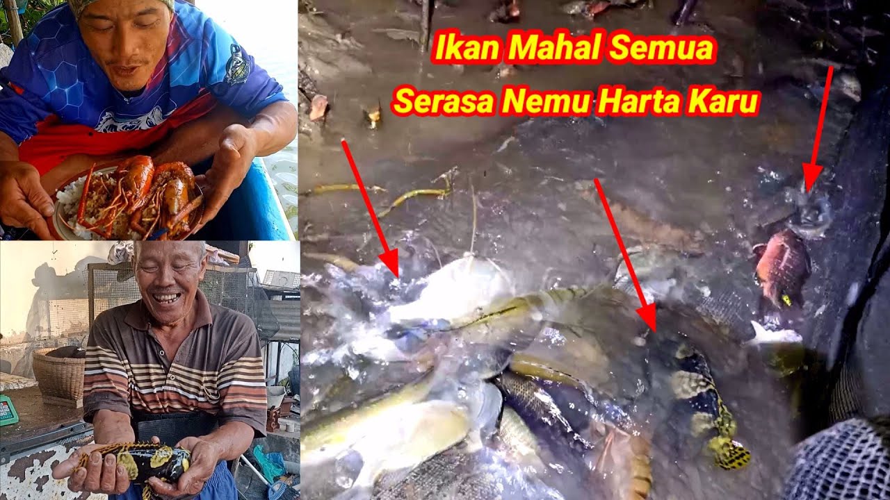 Rejeki Nomplok Dapat Ikan Super Mahal Saat Pasang Perangkap di sungai Pedalaman Nusakambangan