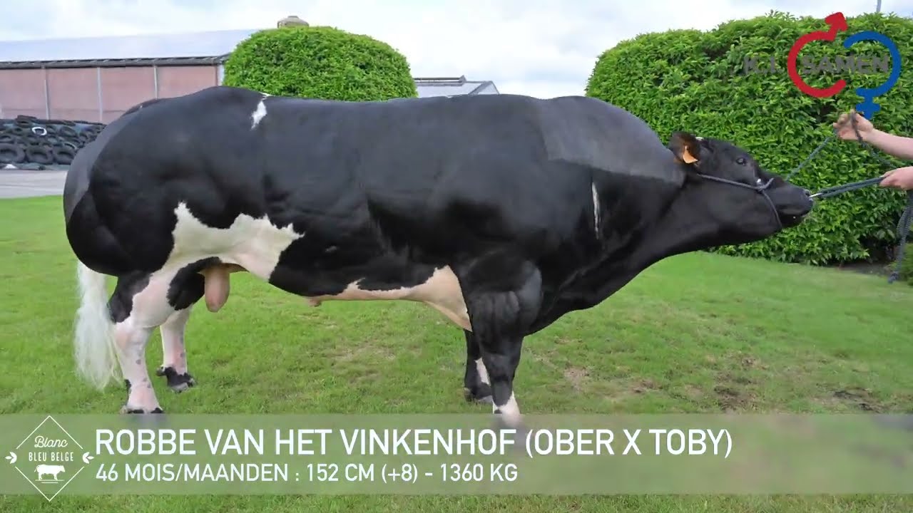 ROBBE VAN KET VINKENHOF (2025)