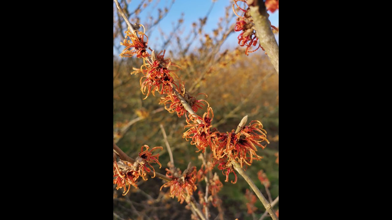 Hamamelis walk through