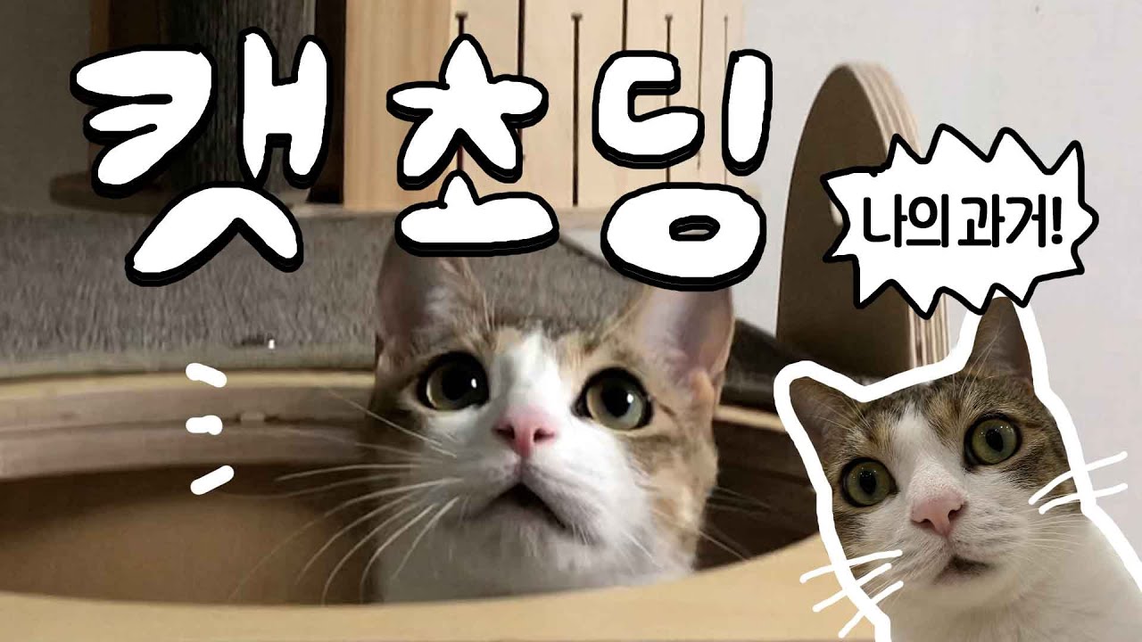 [미공개영상] 길고양이 출신 애기씨의 귀여워도 너~무 귀여운 어린시절 풉니다