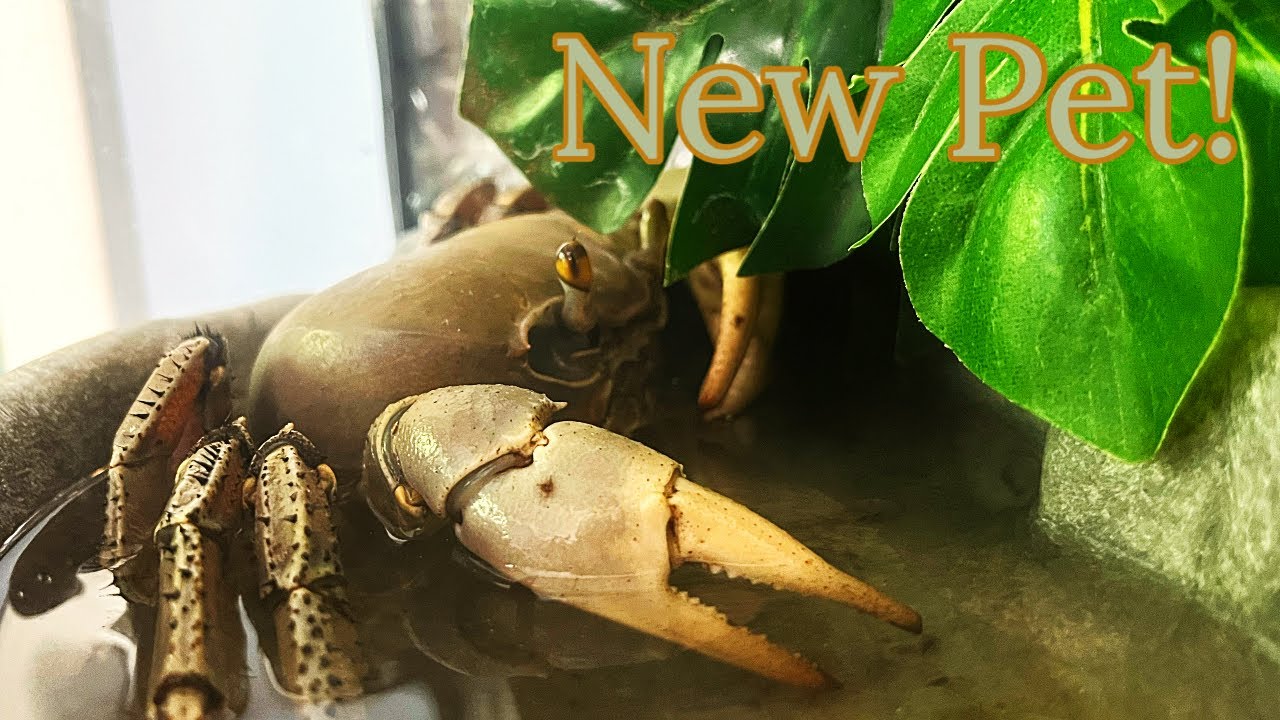 Keeping a Giant Land Crab as a Pet