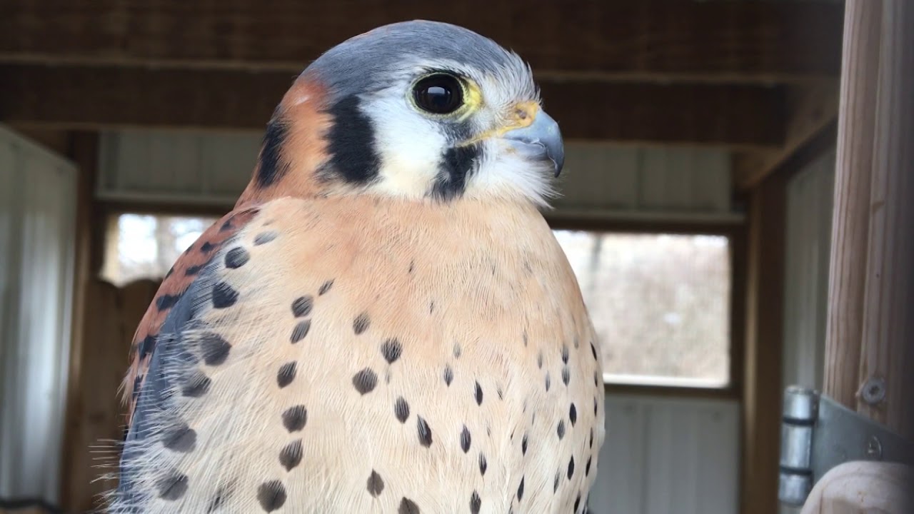 Illinois Raptor Center 3-25-18
