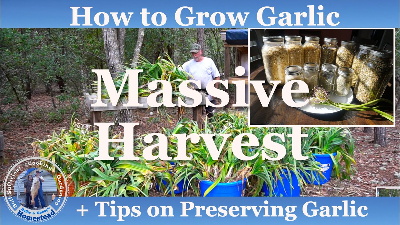 How to Grow Garlic for MASSIVE Harvest