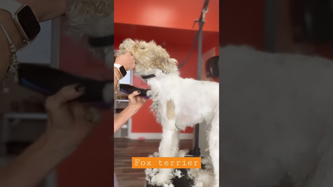 Fox terrier antes y despues #perros #cachorro #peluquer&iacute;acanina #perritos #cute  #foxterrier