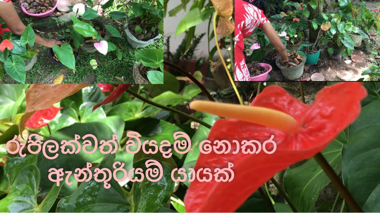 ලස්සන මල් ගොමුවකට නැතුවම බැරි ඇන්තූරියම්🪴