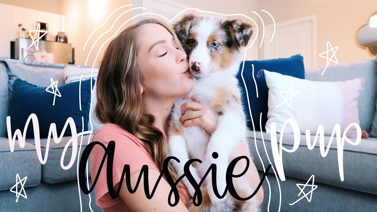 getting an australian shepherd puppy! | melissa saccente