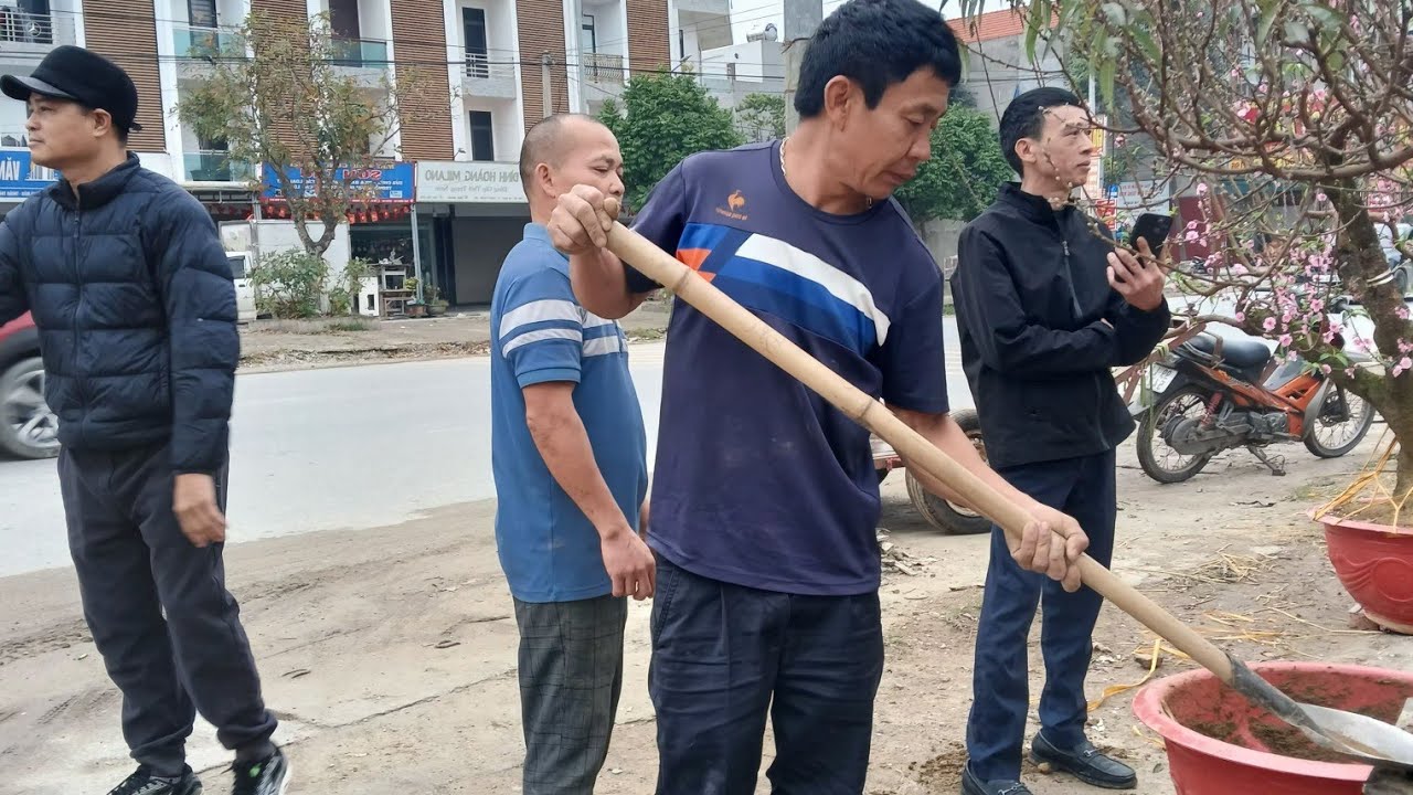 - Nhà vườn Tóa Luyến, Nam Lê, nhộn nhịp chuyển đào cho khách mua sỉ, mua lẻ ,thuê đào tết .