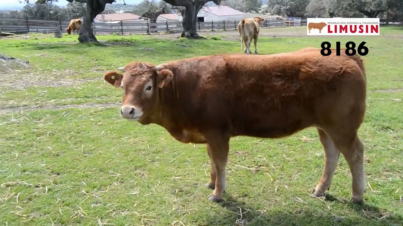 Subasta Online Novillas de Primavera. Presentación de los Animales que participan en la Subasta.