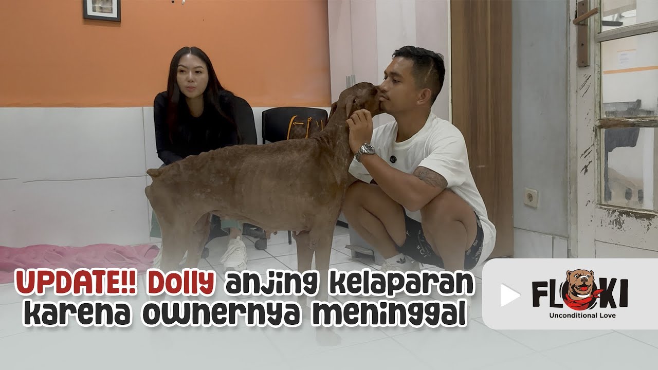PERKEMBANGAN MENGEJUTKAN DOLLY ‼️ ANJING YANG KELAPARAN DIRAWAT DI KLINIK HEWAN