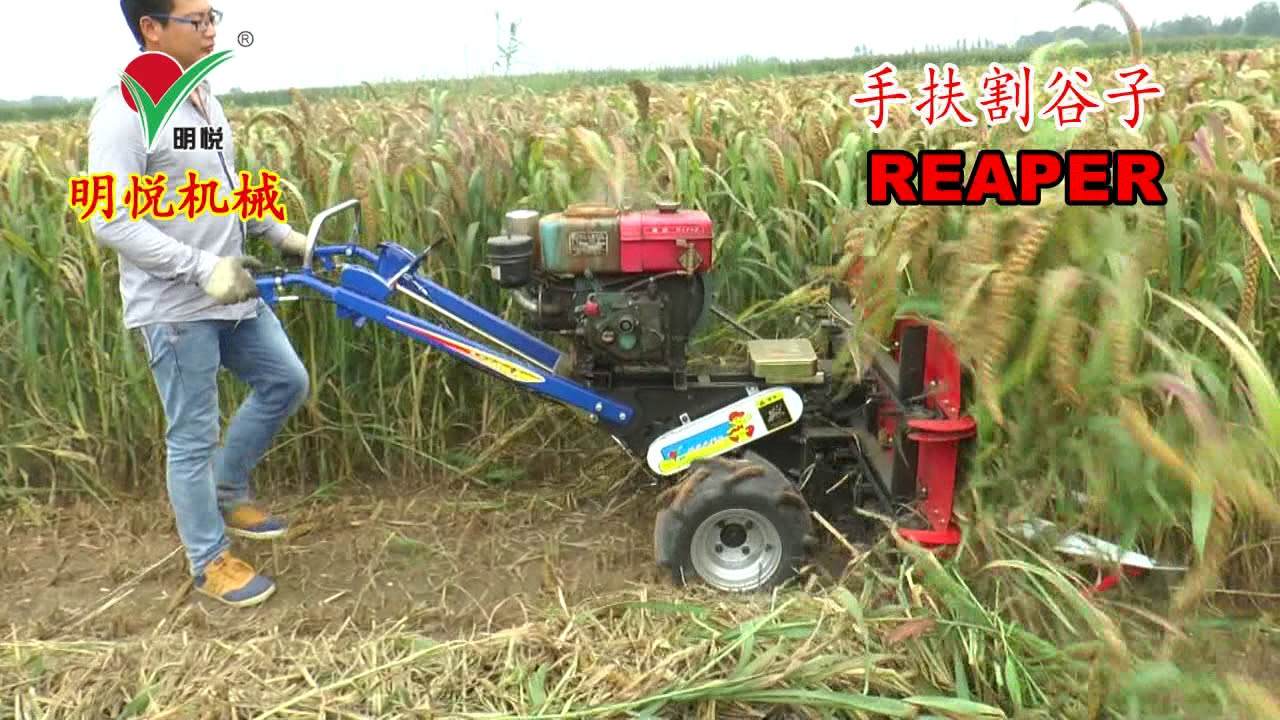 walking tractor with reaper cutting millet